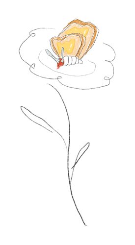 面包蝴蝶花
